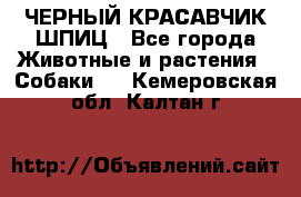 ЧЕРНЫЙ КРАСАВЧИК ШПИЦ - Все города Животные и растения » Собаки   . Кемеровская обл.,Калтан г.